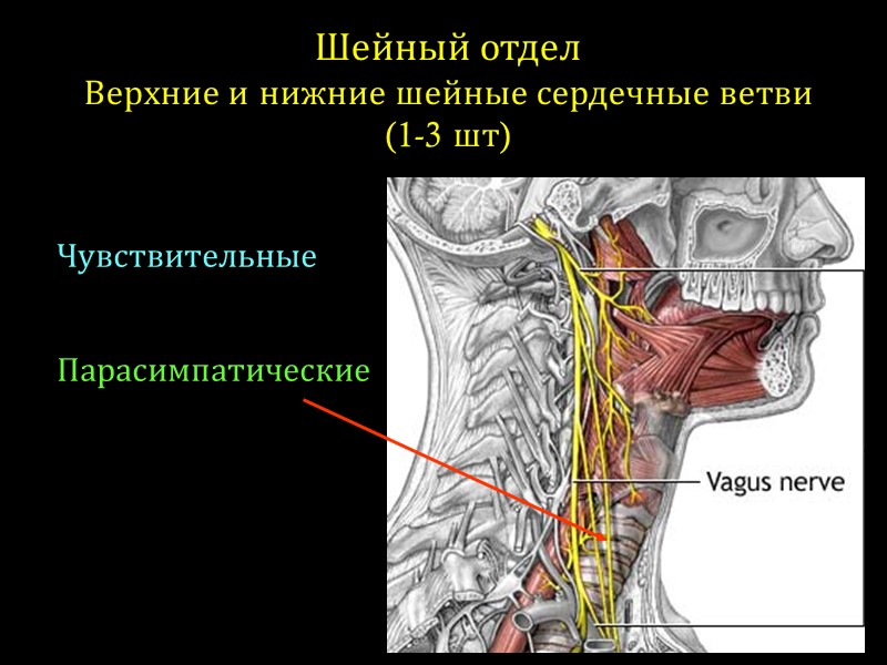 Шейный отдел Верхние и нижние шейные сердечные ветви  (1-3 шт) Чувствительные  